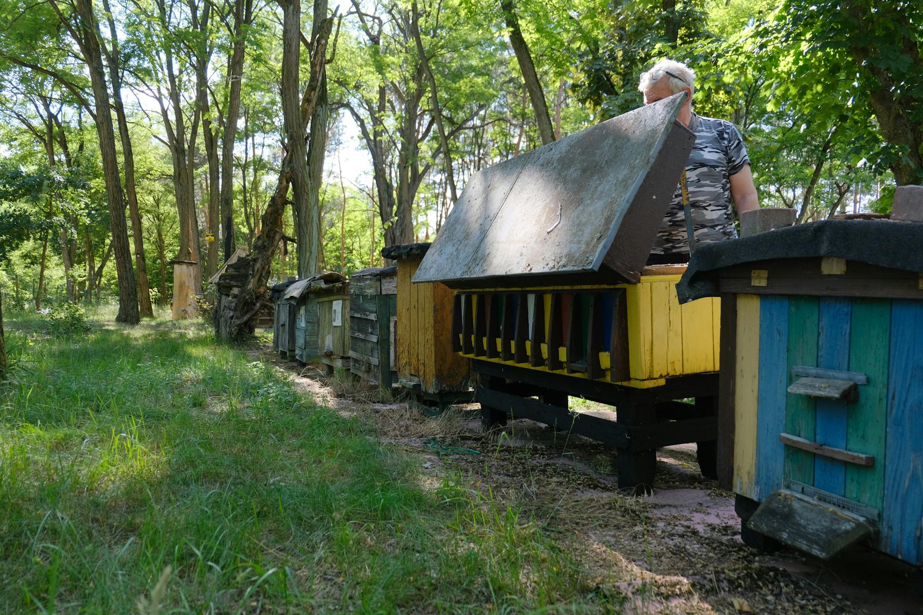 Pszczelarz ogląda kolorowe ule stojące przy lesie