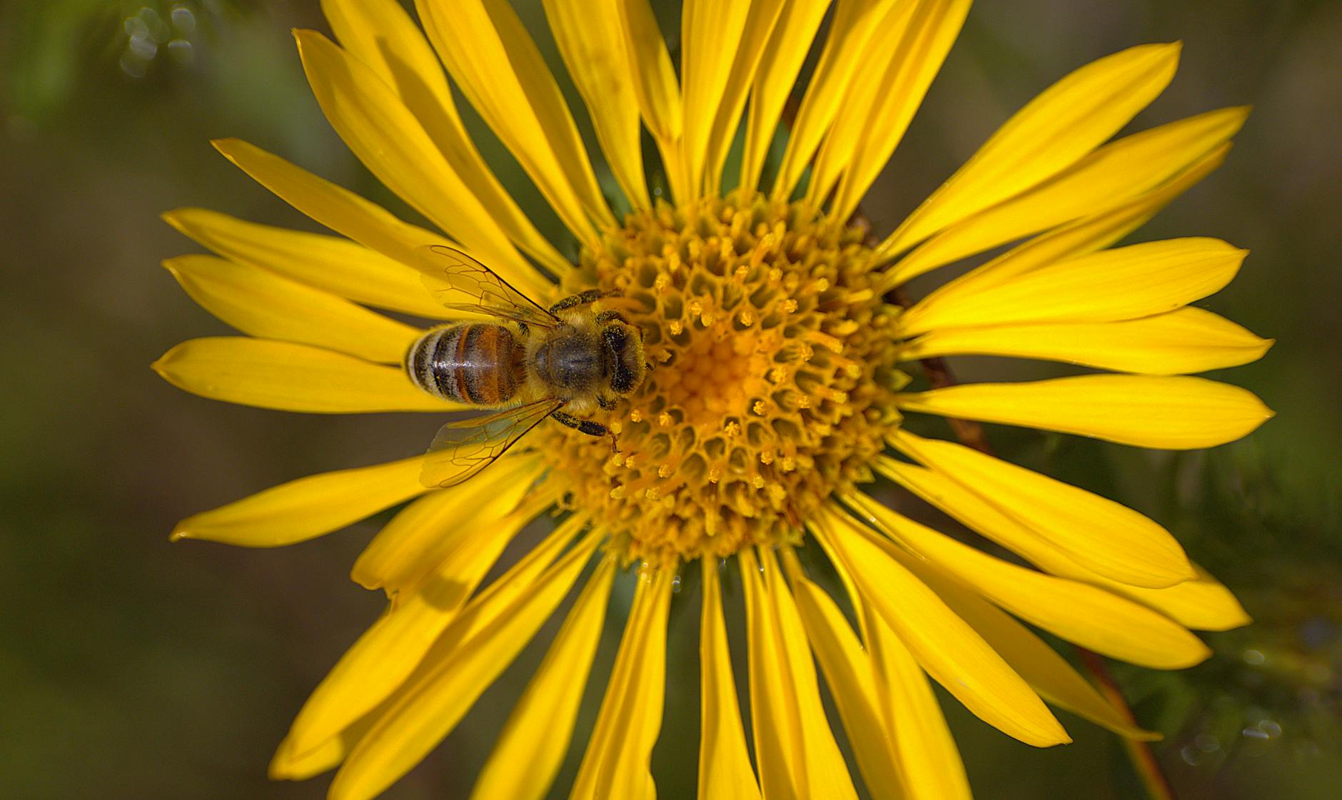 Pszczoła miodna pobiera nektar języczkiem z żółtego kwiatu