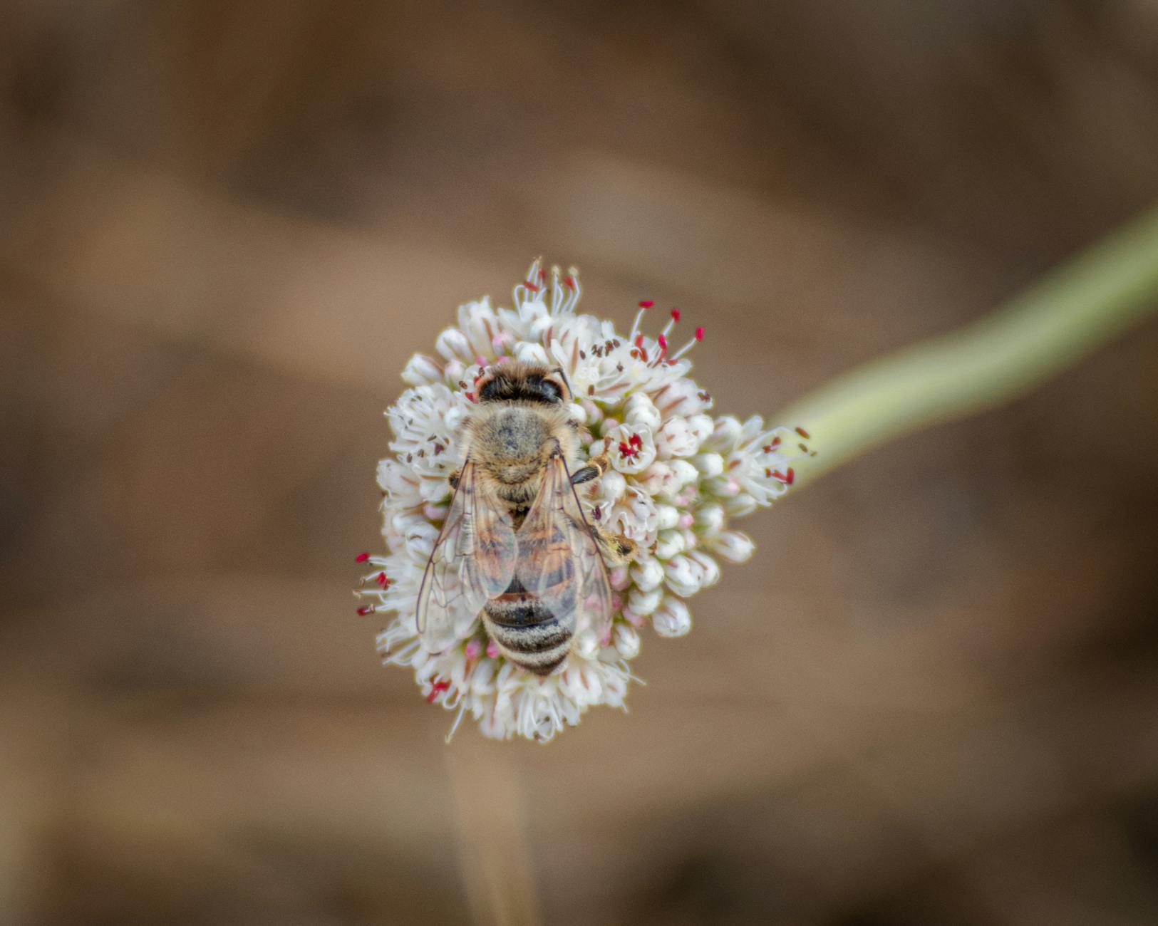 Pszczoła miodna pobiera nektar z białego kwiatu z bliska