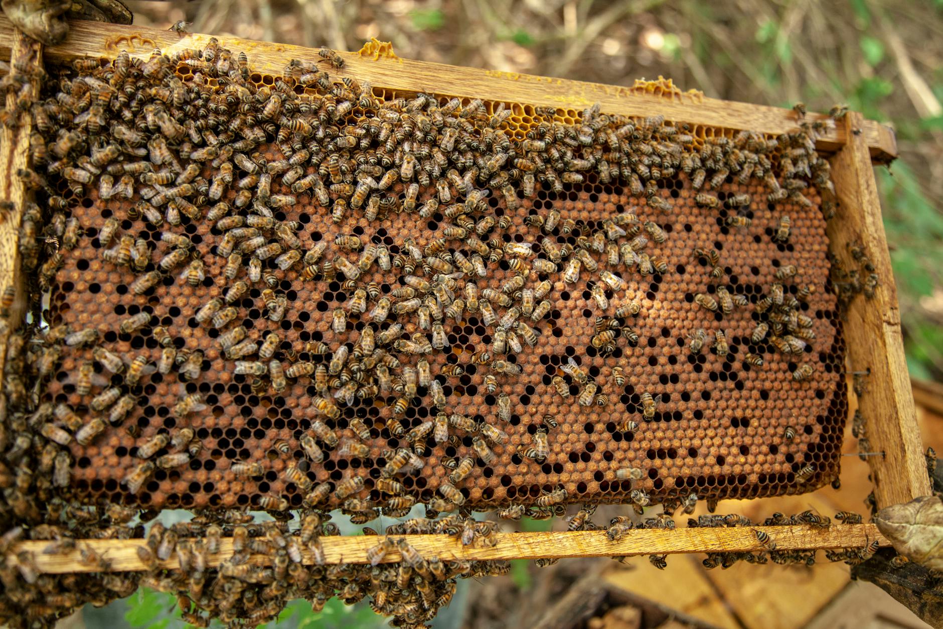 Pszczoły miodne pracujące na ramce ula w trakcie intensywnego oblotu
