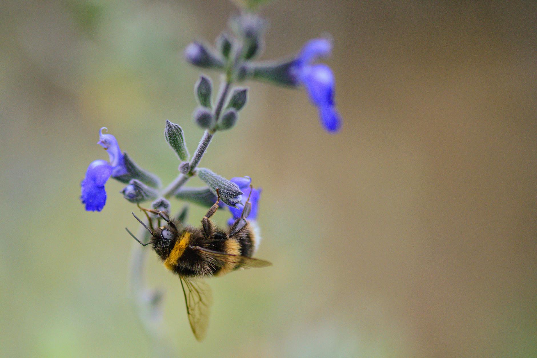 Trzmiel na kwiatostanie lawendy w słoneczny wiosenny dzień