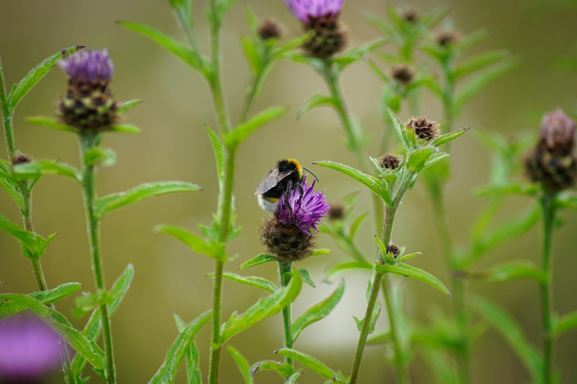Trzmiel zbierający nektar z fioletowych kwiatów dzikich roślin