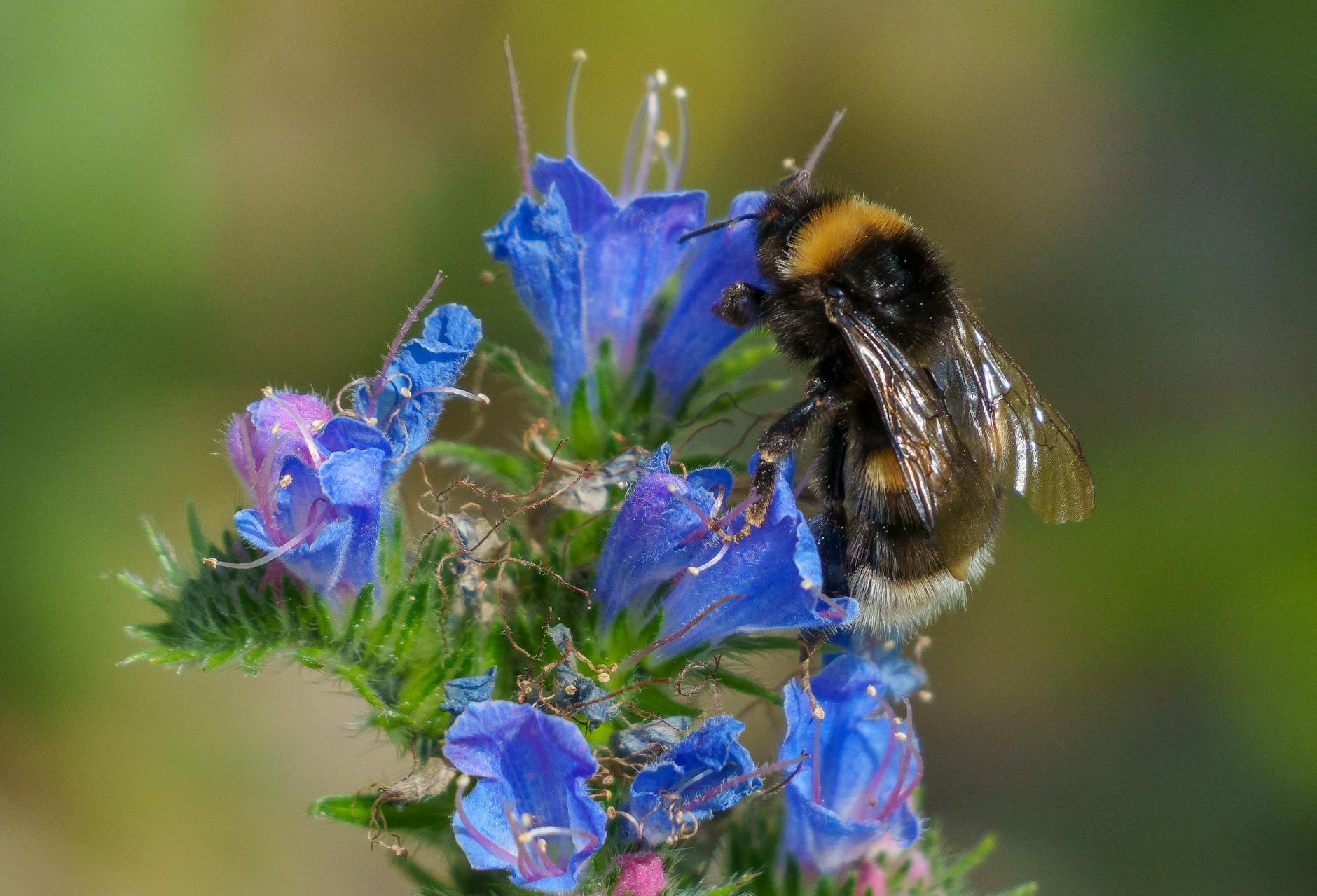 Trzmiel zbierający nektar z niebieskich kwiatów na dzikiej łące