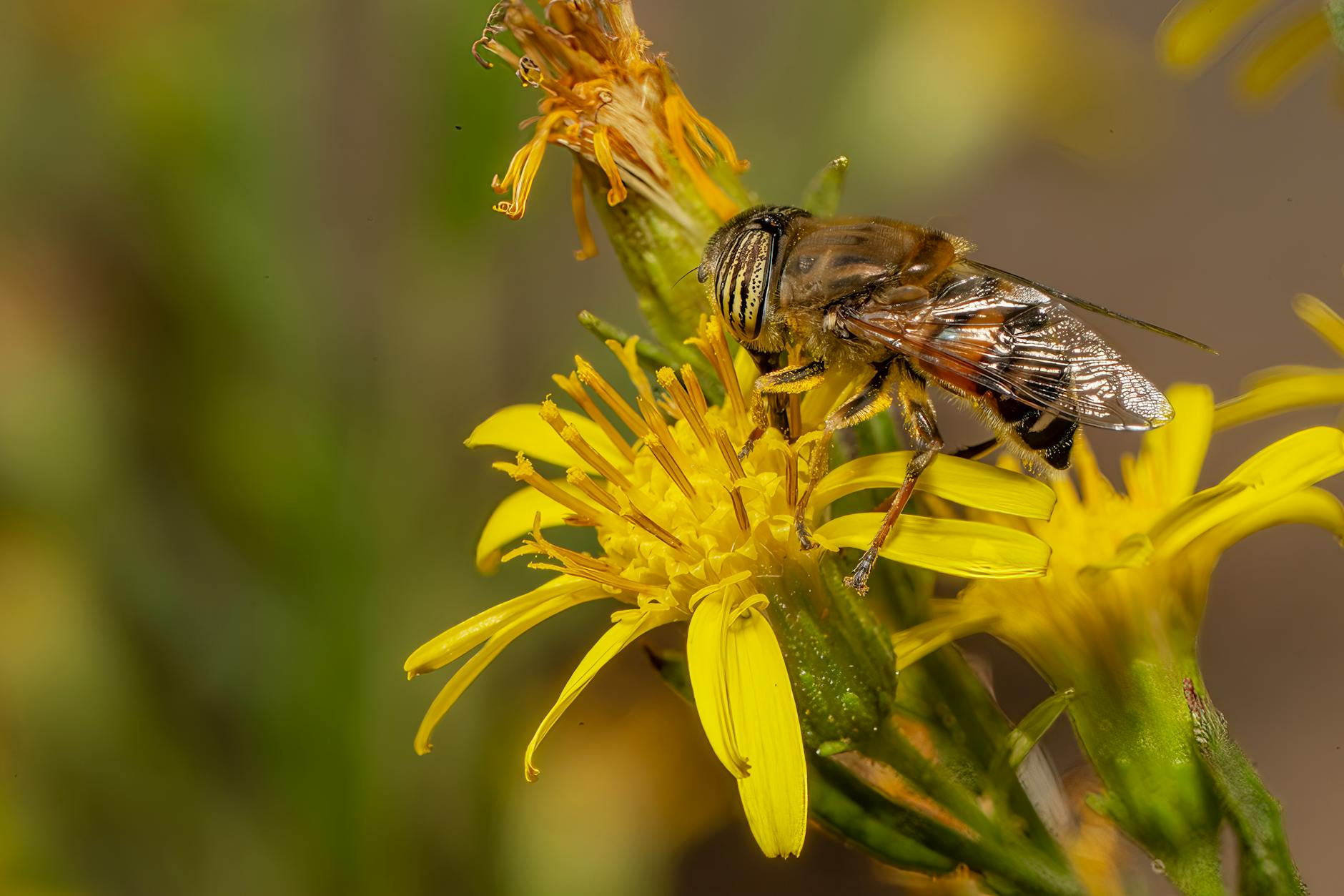 Bzyg zapylający żółty kwiat w dużym zbliżeniu