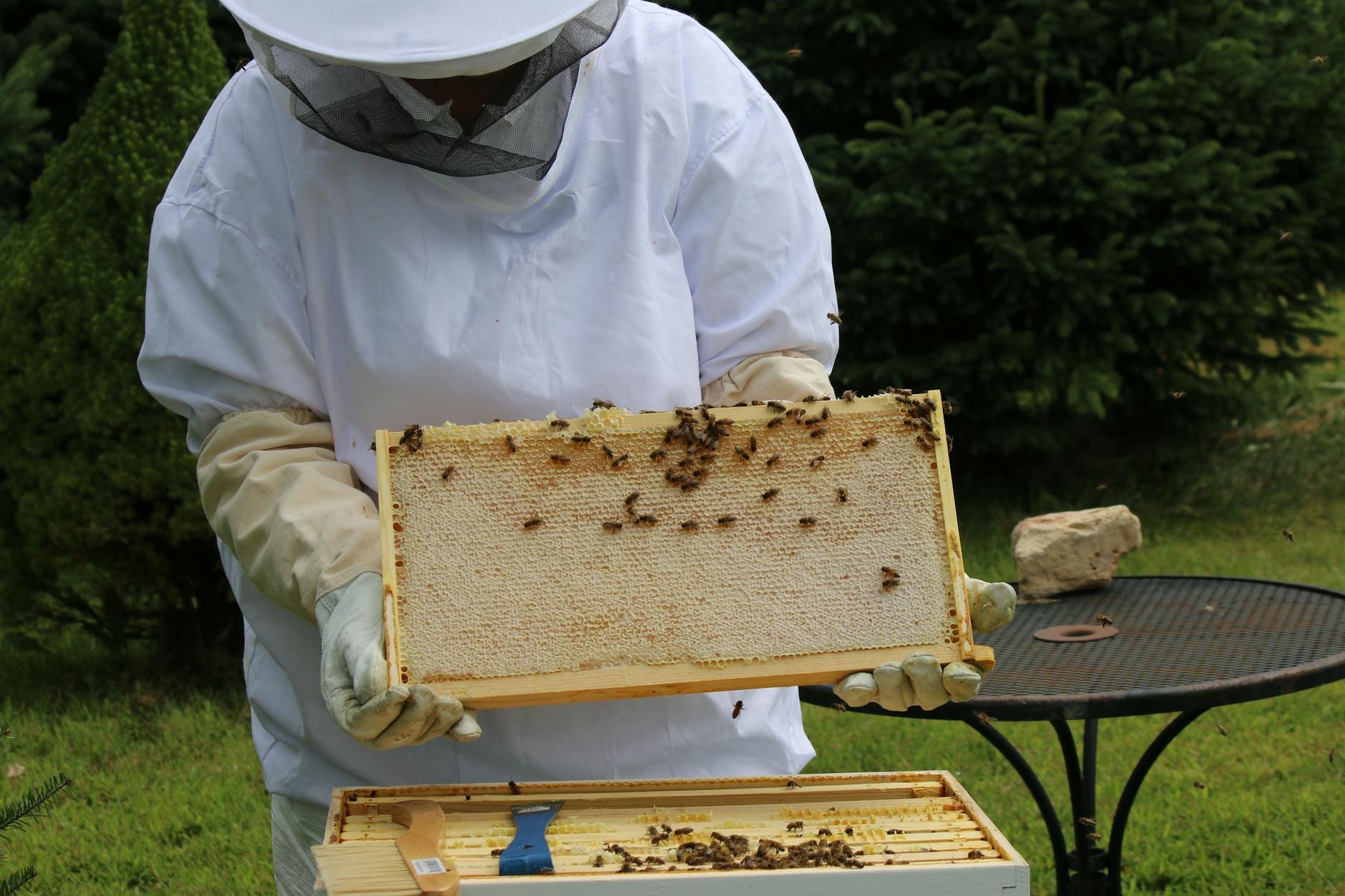 Pszczelarz w stroju ochronnym ogląda ramkę z ula w słoneczny dzień