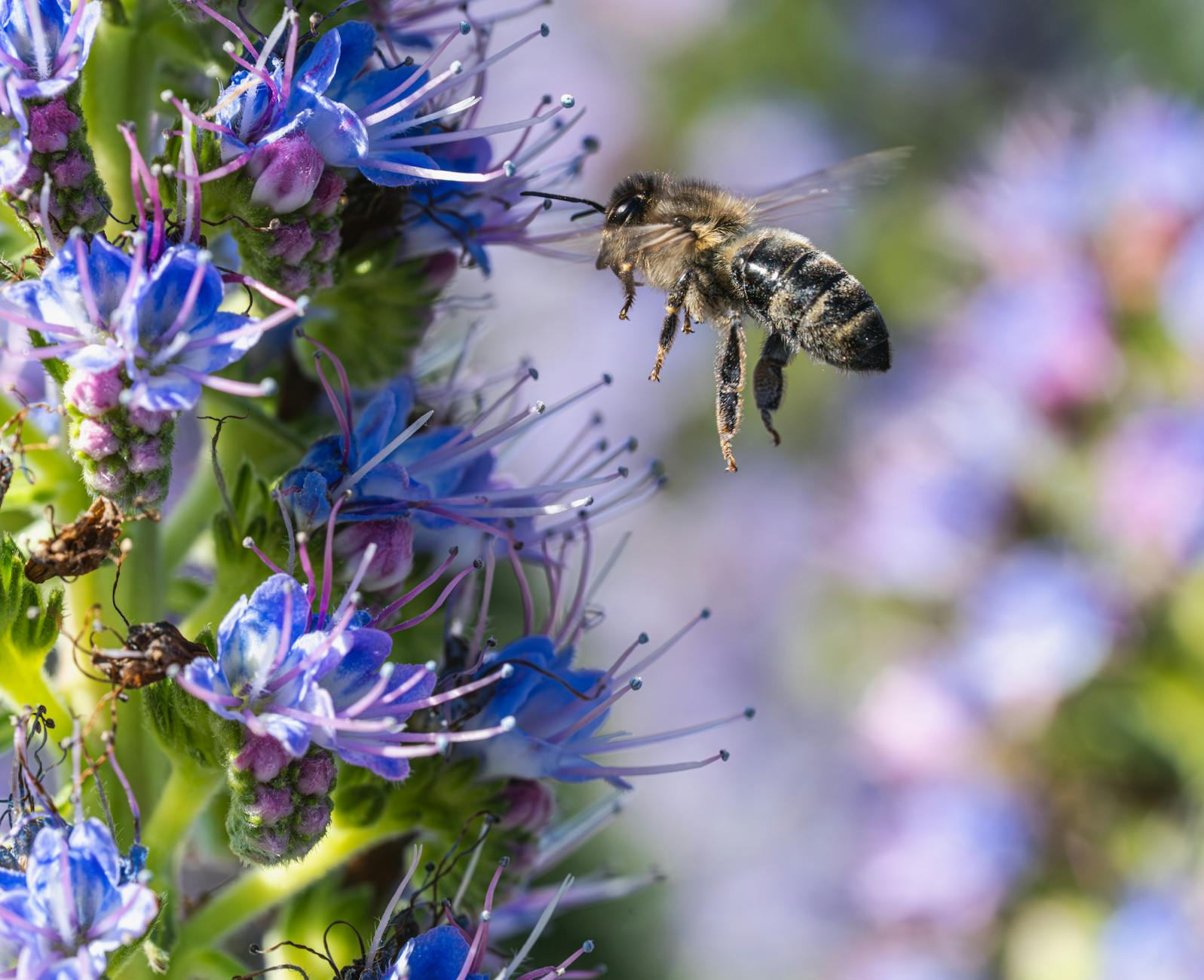 Pszczoła miodna zapylająca niebieskie i fioletowe kwiaty w słońcu
