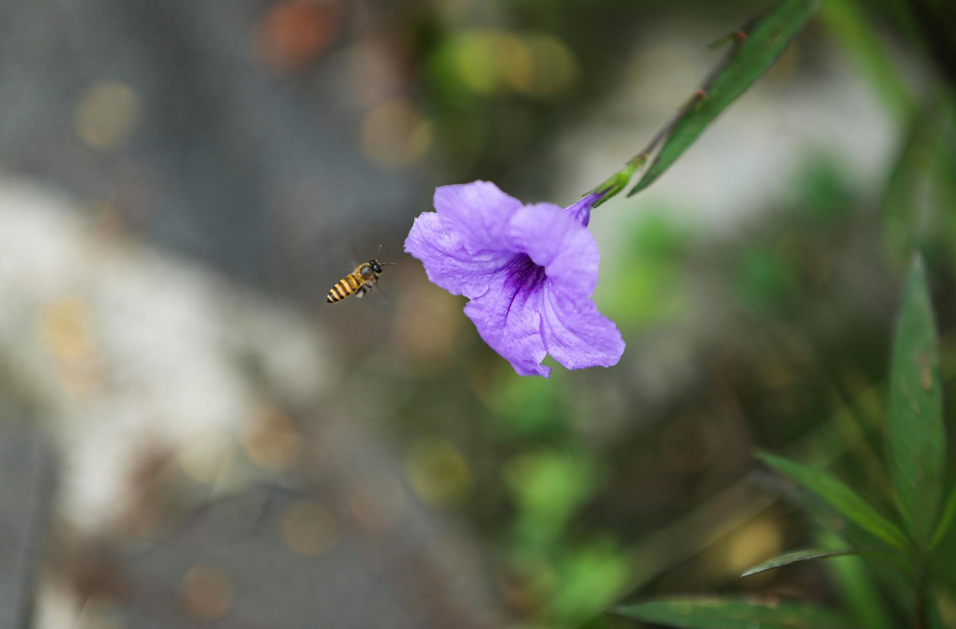 Pszczoła unosząca się przy fioletowym kwiecie ruelii