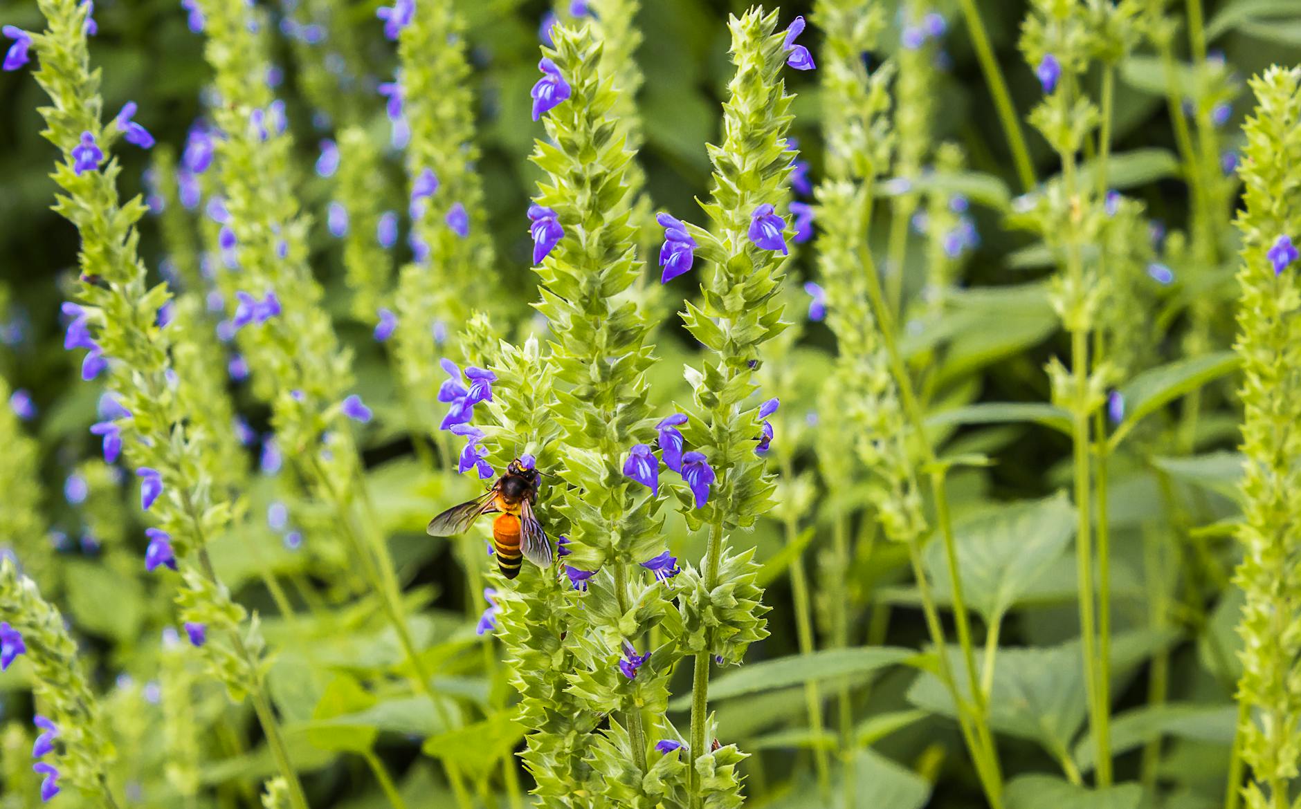Pszczoła zapylająca fioletowe kwiaty chia w zielonym ogrodzie