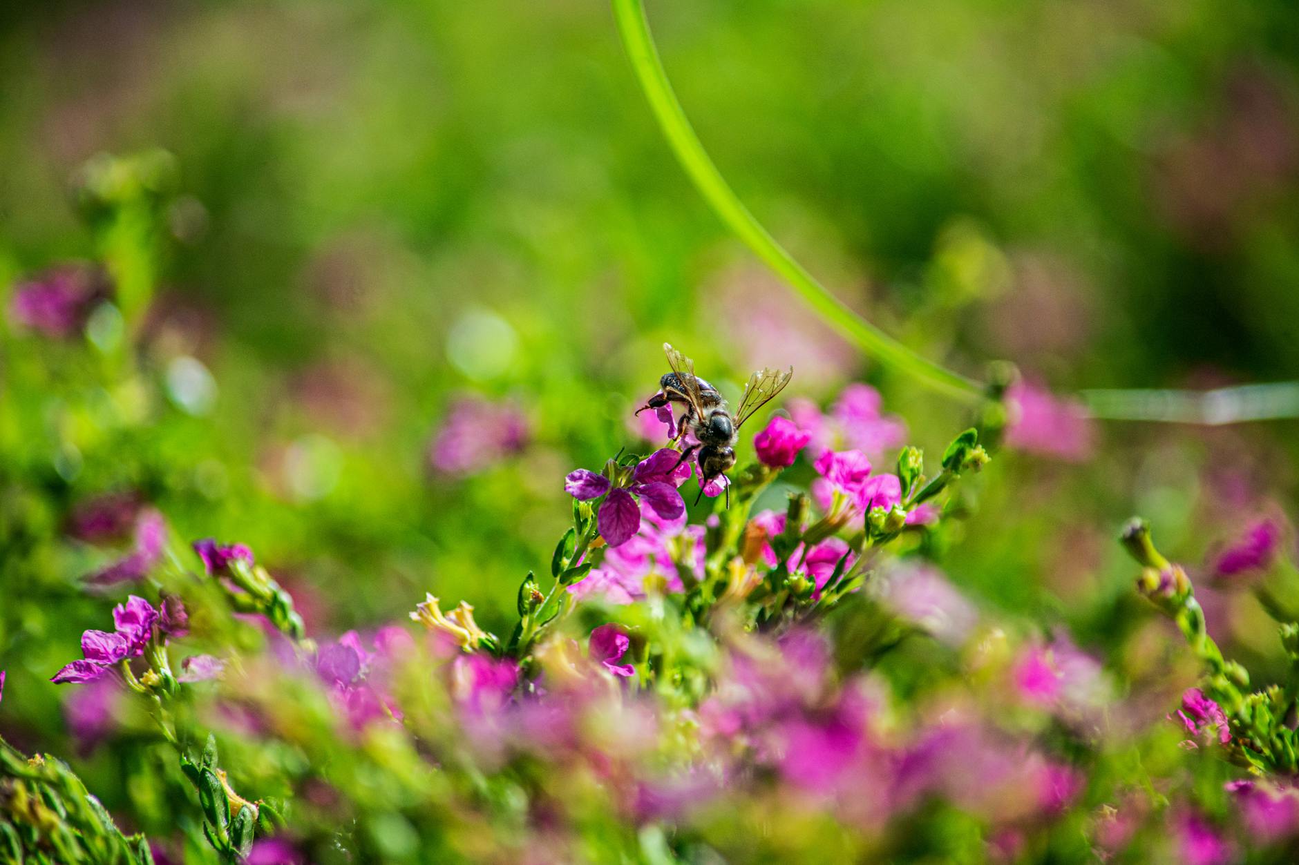 Pszczoła zapylająca różowe kwiaty w ogrodzie dla zapylaczy Pszczoła zapylająca różowe kwiaty w ogrodzie dla zapylaczy