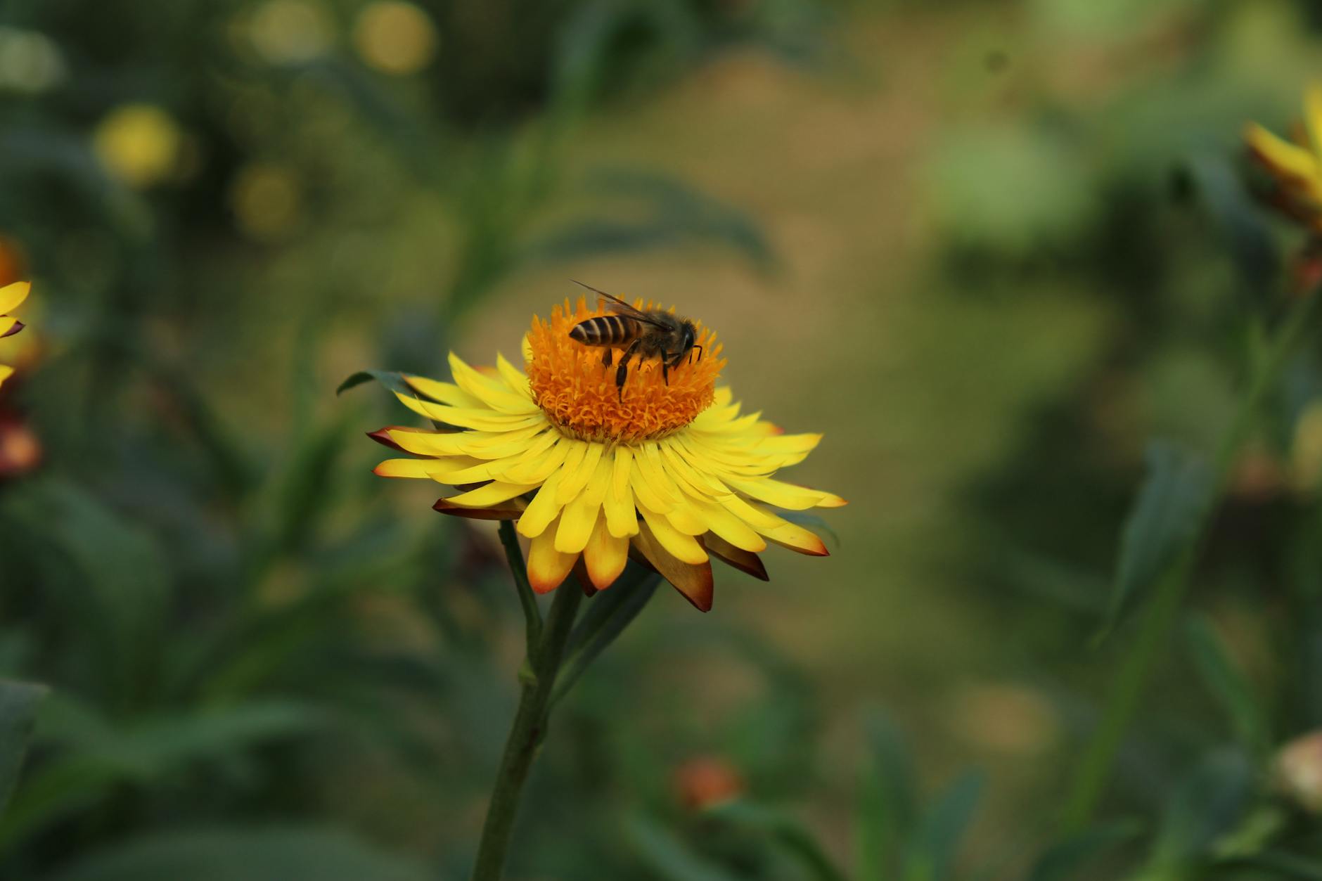 Pszczoła zbierająca nektar z jaskrawego żółtego kwiatu na łące