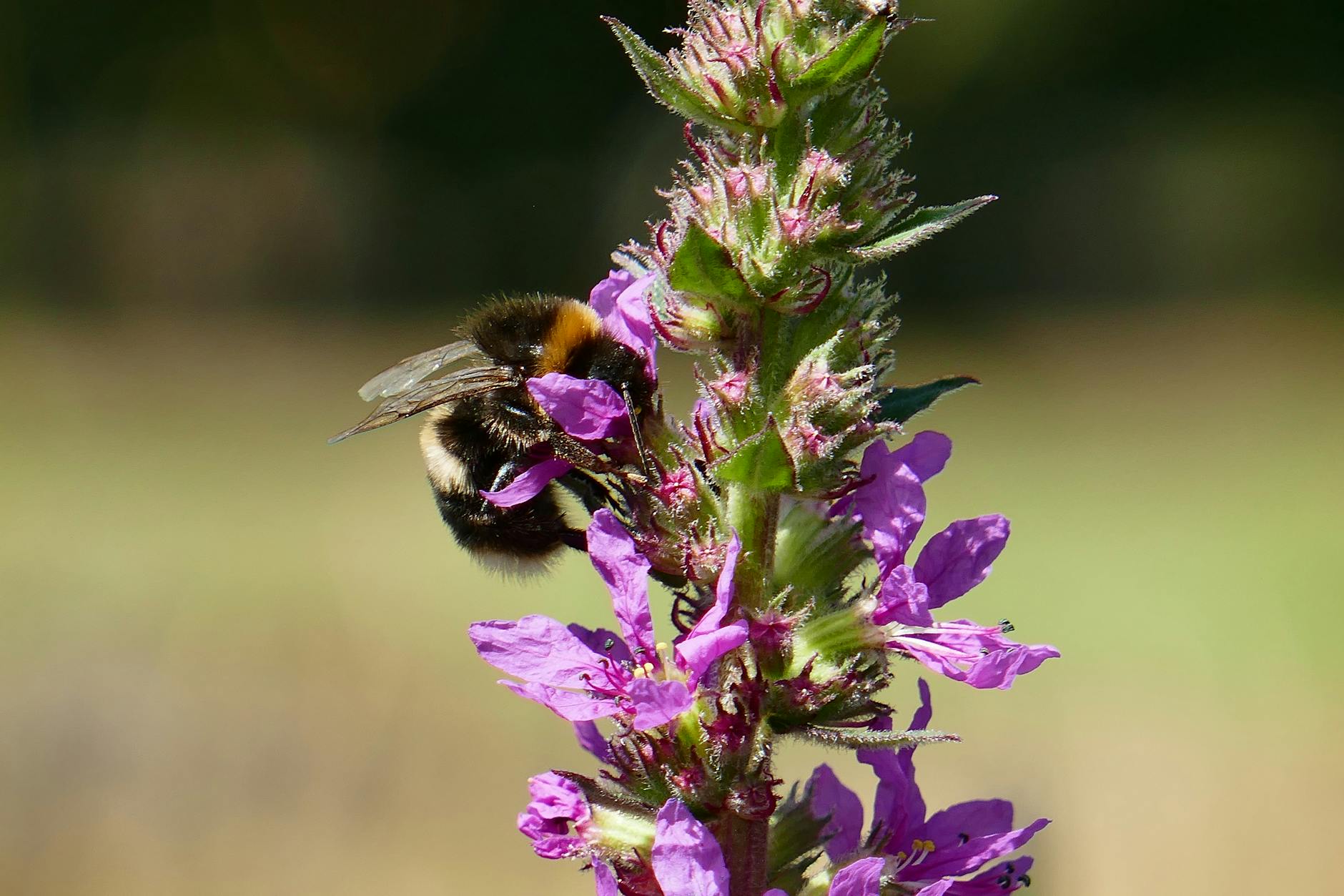 Trzmiel zapylający fioletowy kwiat na łące kwietnej