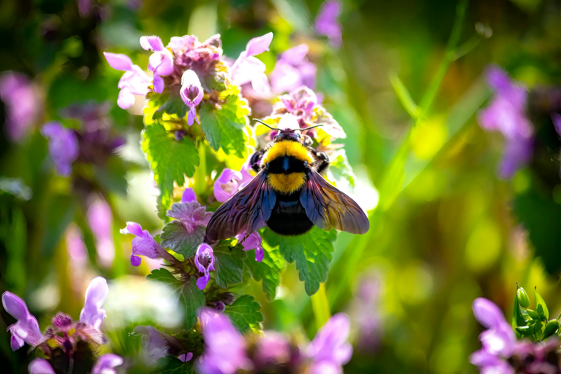 Czy trzmiele uczą się od siebie? Trzmiel zbierający nektar z fioletowych kwiatów w słonecznym ogrodzie