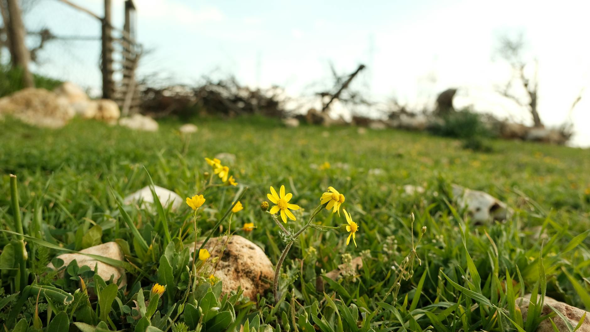 Żółte dzikie kwiaty na miniłące wśród trawy i kamieni
