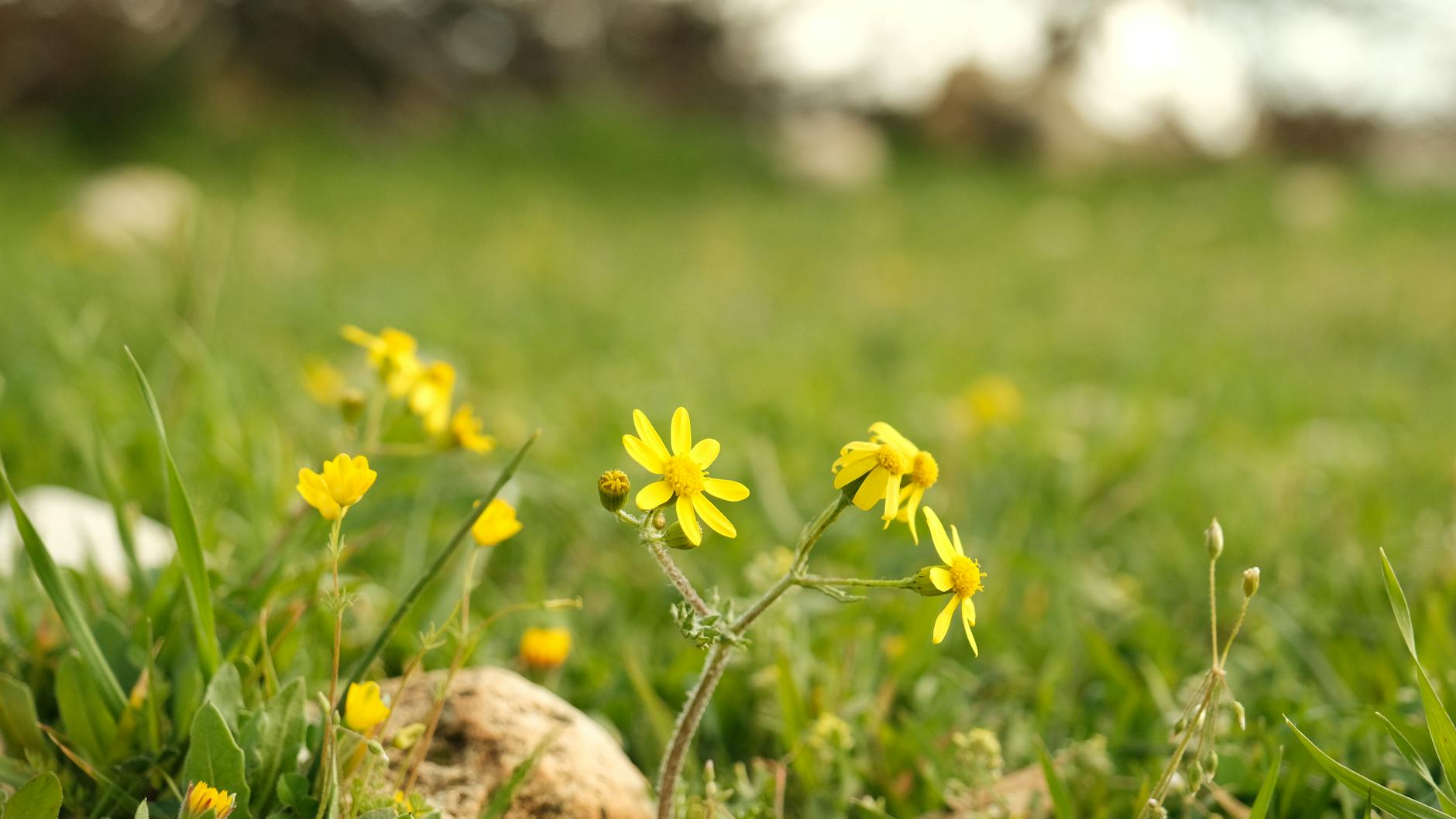 Jak założyć miniłąkę na 10 m²: wybór nasion, przygotowanie gleby i pierwsze koszenie Żółte dzikie kwiaty na wiosennej zielonej miniłące dla zapylaczy
