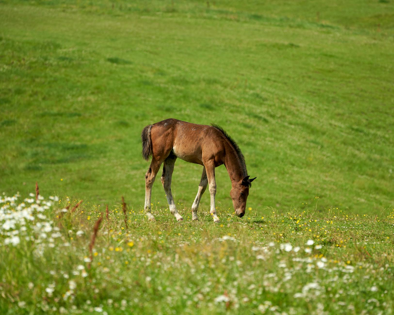 Źrebak pasący się na zielonej łące w Norwegii