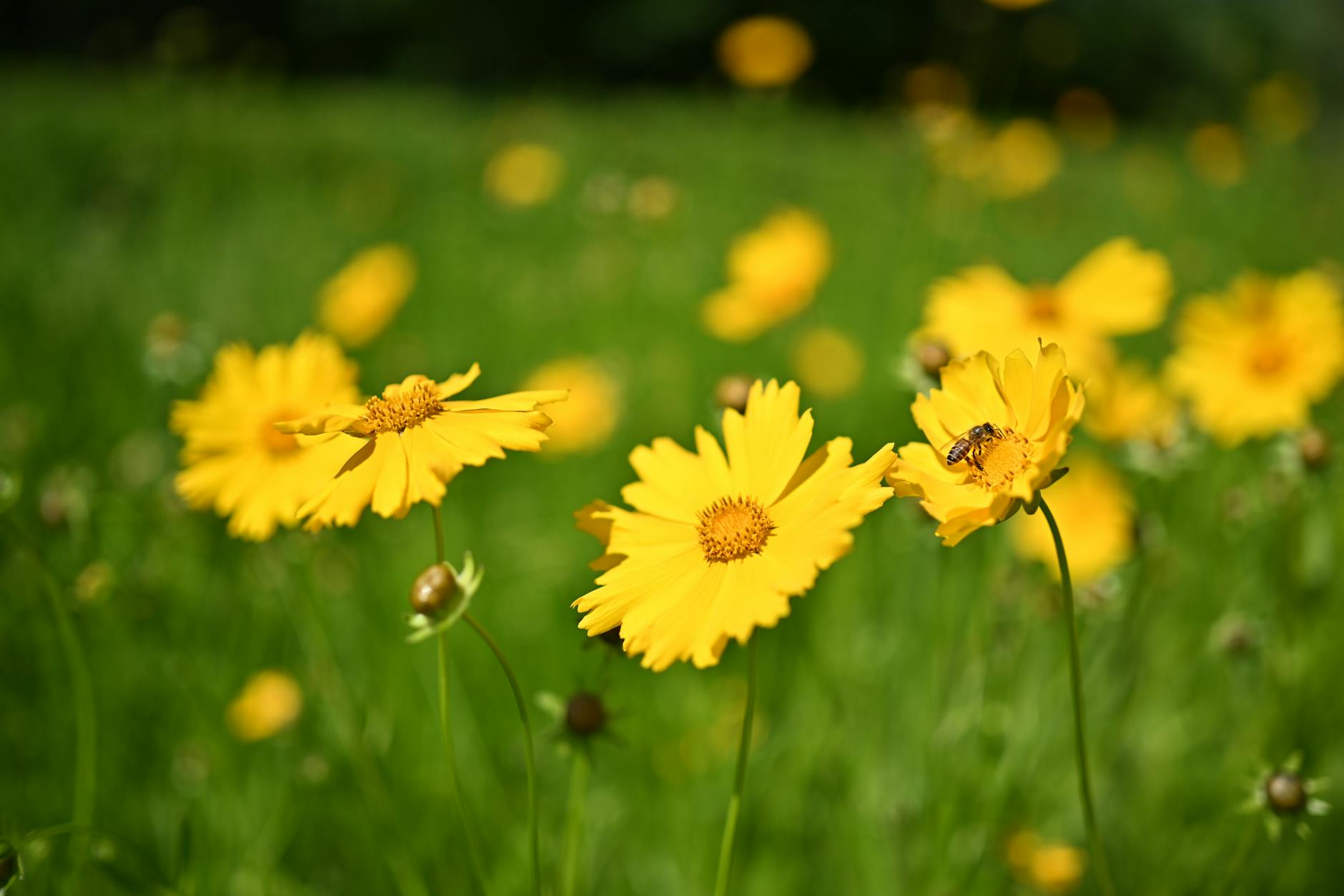 Pszczoła zbierająca nektar z żółtych kwiatów coreopsis na słonecznej łące