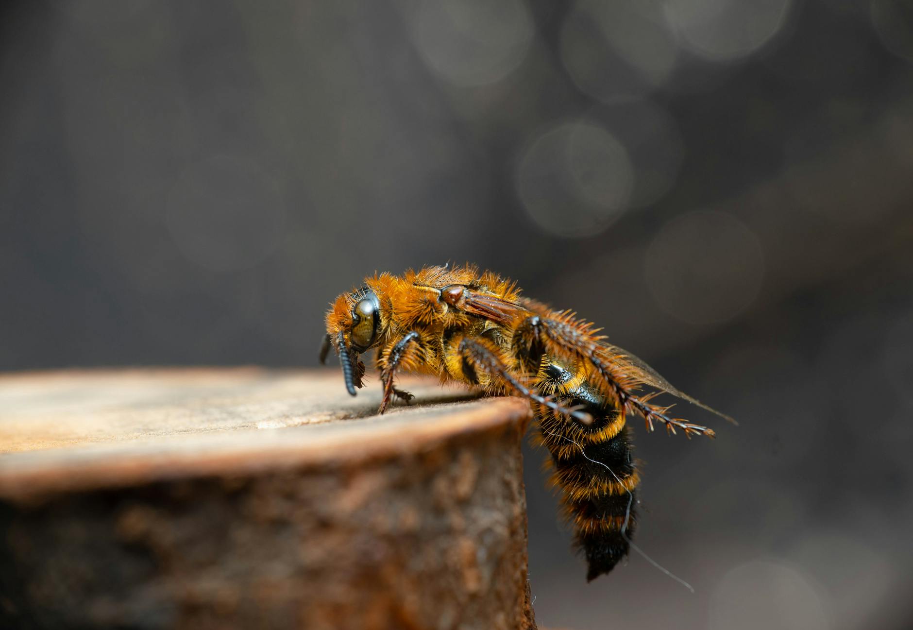 Zbliżenie owada z rodziny scoliidae na zielonym tle