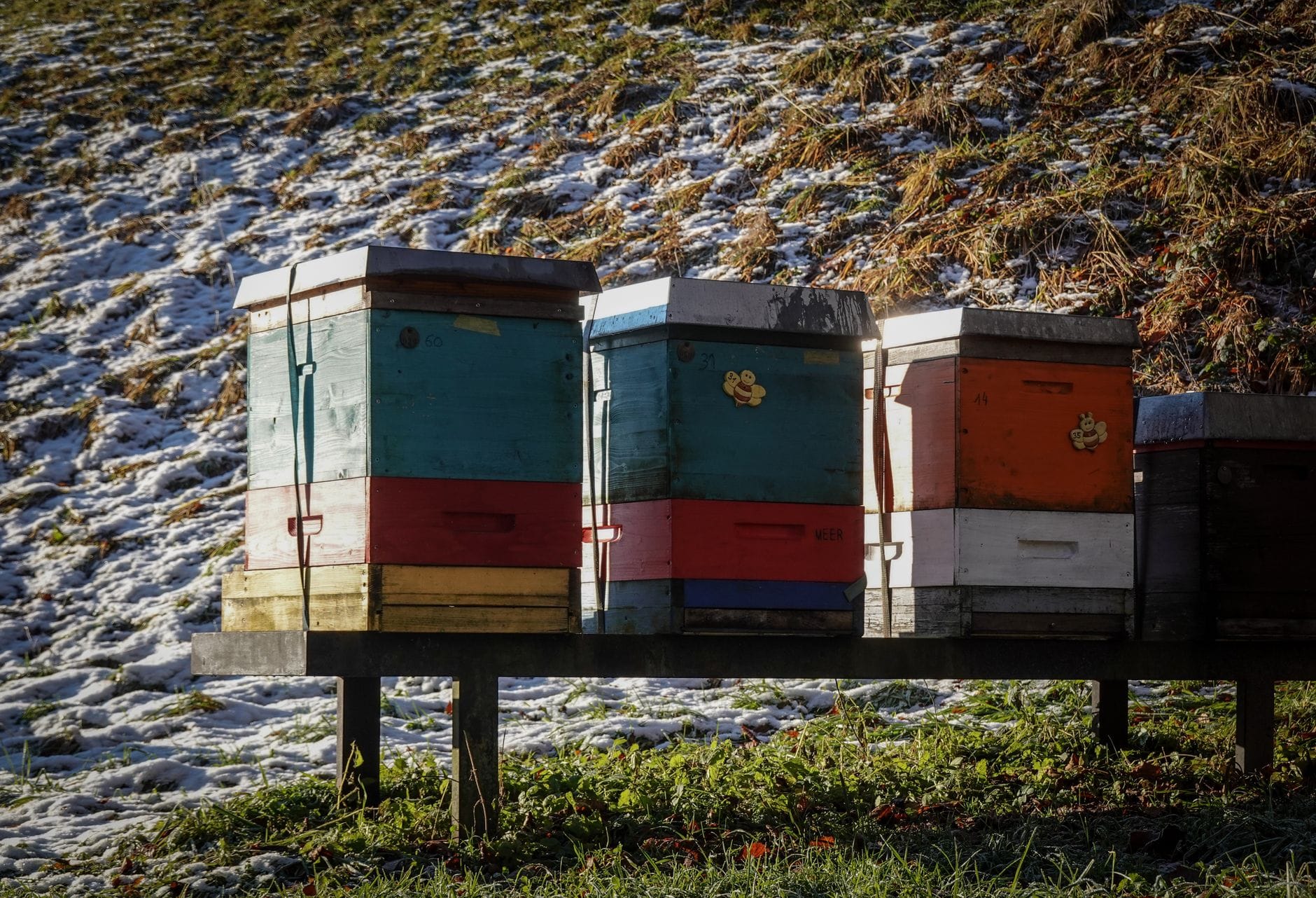 Kolorowe ule w ośnieżonym zimowym krajobrazie