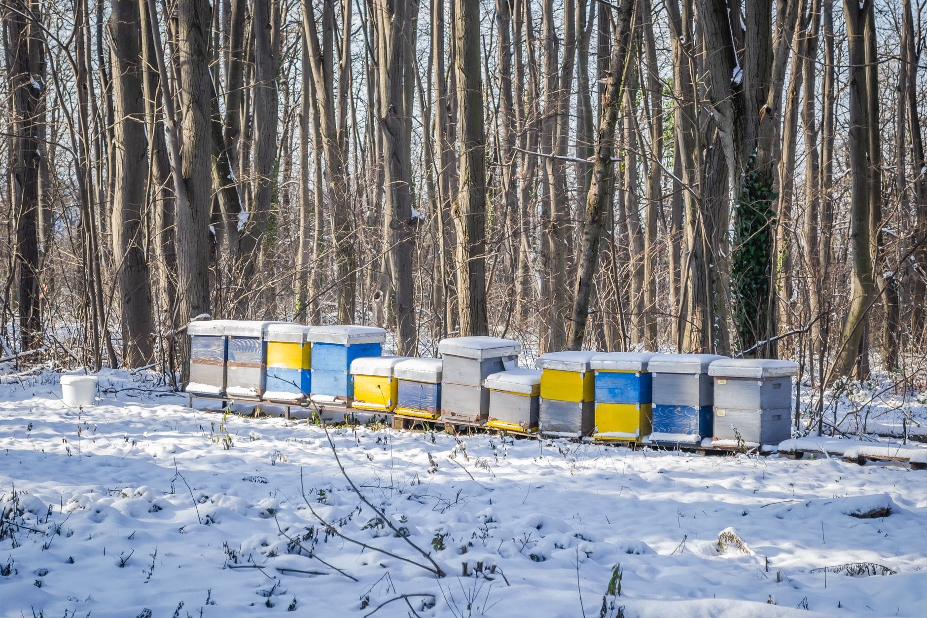 Ule w ośnieżonym, zimowym lesie na tle spokojnej przyrody